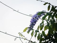 -嘉定紫藤园