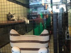 -猫咪博物馆(顶澳仔猫街店)