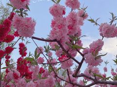 -莲花池公园