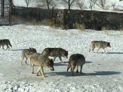 -新疆天山野生动物园