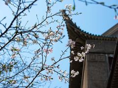 -武汉大学-樱园