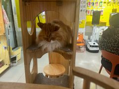 -平行世界·猫咖(首经贸店)