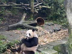 -都江堰中华大熊猫苑