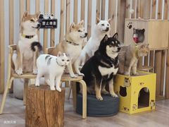 -柴迷FANS CLUB·柴犬狗咖·猫咖
