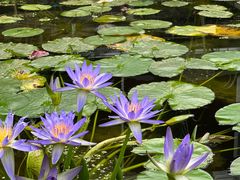 -国家植物园南园