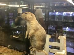 -宠物世家(仲盛世界商城店)