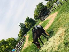 -田园东方蜜桃村的田野营地