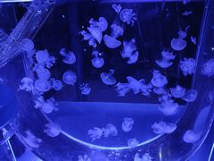 -海合安青岛极地海洋公园
