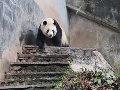 -中国大熊猫保护研究中心雅安碧峰峡基地