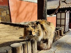 -大觉寺-停车场
