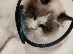 -宠颐生宠物医院·异宠猫科内科·诊疗中心宠巢店