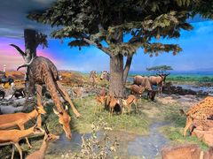 -国家自然博物馆