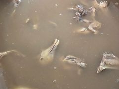 -皇鸽餐厅(龙塘店)