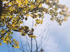 -三里屯东五街银杏大道