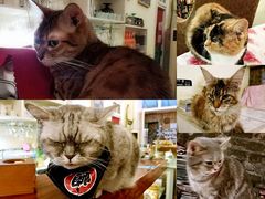 -猫色咖啡·猫咖
