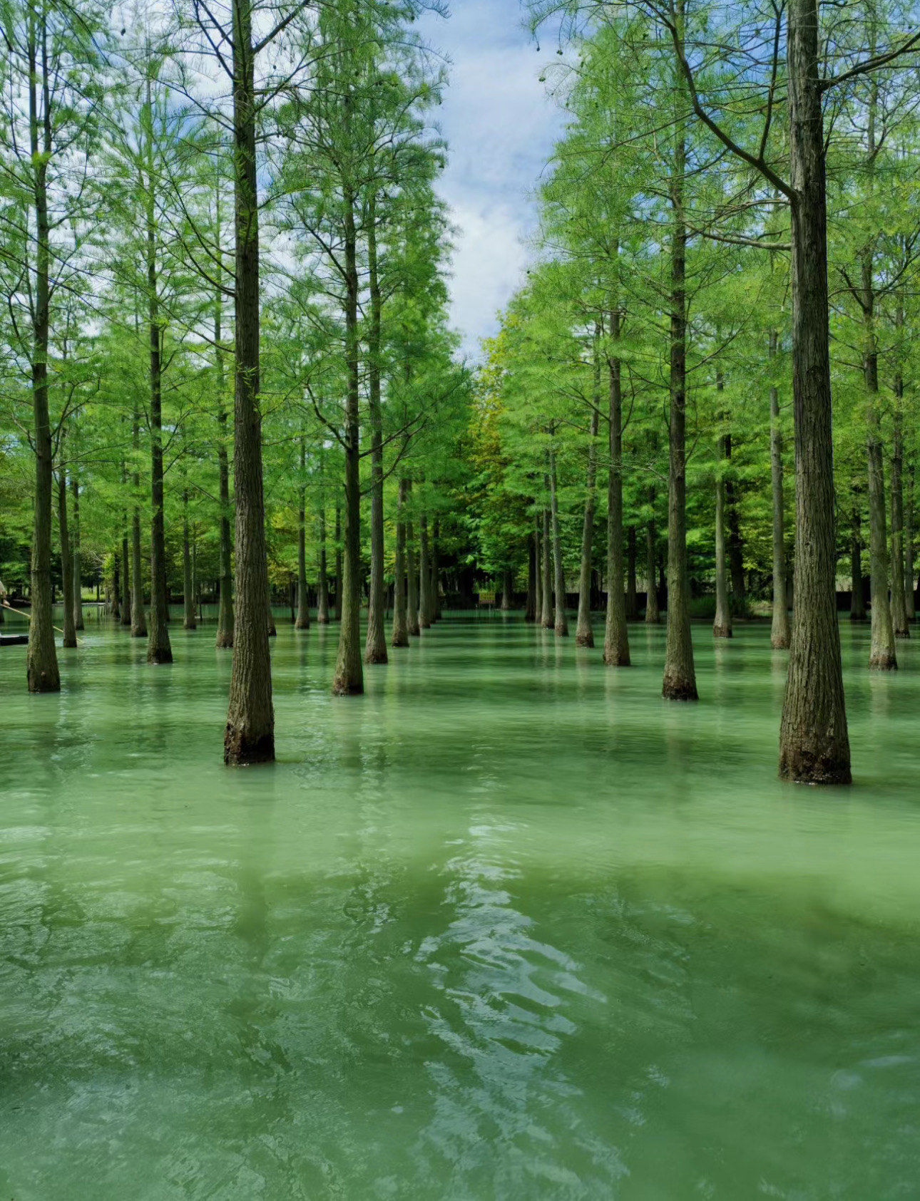 洪泽湖湿地公园