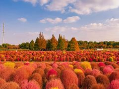 -花开海上生态园