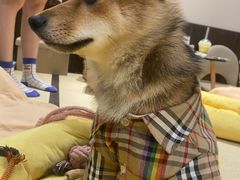 -逗柴咖啡屋·狗咖猫咖宠物桌游