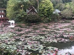 -西双版纳原始森林公园