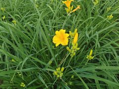 -黑龙江省森林植物园