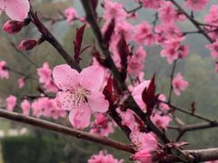 -桃花岭景区