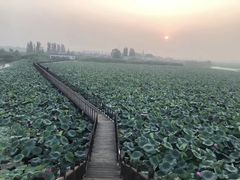 -白洋淀景区