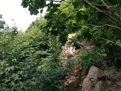 -玉泉威虎山森林公园