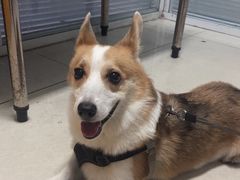 -瑞派福兴宠物医院犬猫全科·骨科·中西医结合(河东店)