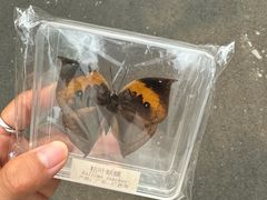 -黑龙江省森林植物园
