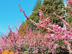 -元大都城垣遗址公园