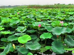 -荷塘月色湿地公园·向阳花洲