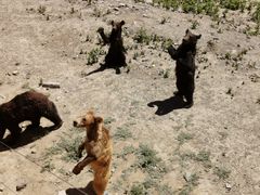 -新疆天山野生动物园