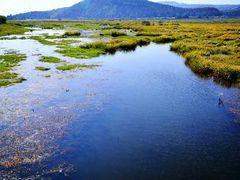 -腾冲北海湿地