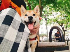 -百好乐宠物友好餐厅(朝外大街店)