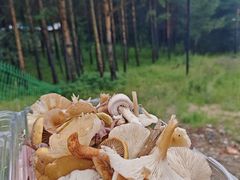 -塞罕坝国家级自然保护区