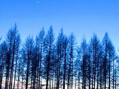 -塞罕坝国家级自然保护区