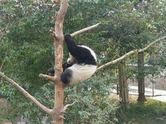 -成都大熊猫繁育研究基地