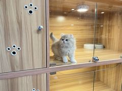 -猫十亿·布偶金渐层·曼基康矮脚猫舍(青年路店)