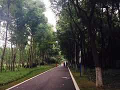 -昆山城市生态森林公园