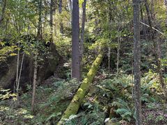 -五营红松林海景区