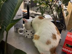 -nodcafe(M50创意园店)