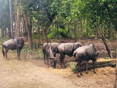 -清迈夜间动物园