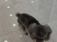 -瑞派长江宠物医院·猫科·外科·24小时夜护(谊城公寓分院)