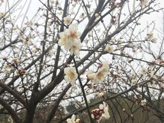 -香雪海