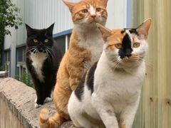 -猫岛主趣味餐厅(鼓浪屿店)