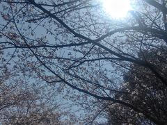 -高东镇樱花园