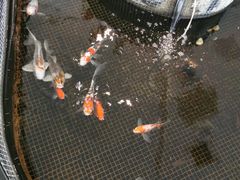 -唐廊烤鸭店(工体店)