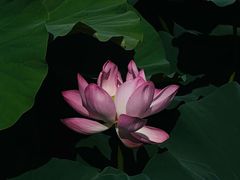 -国家植物园