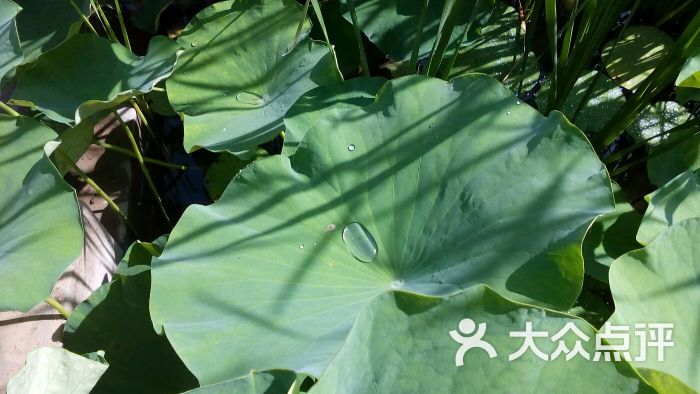 金篮子生态园图片 - 第4张