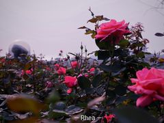 -顺峰山公园